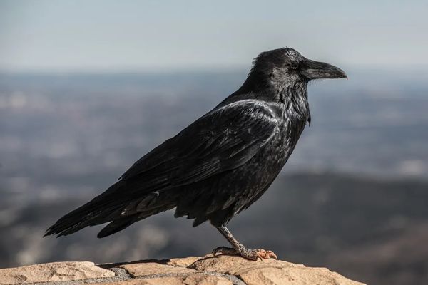 Why Ravens are more dangerous than thought