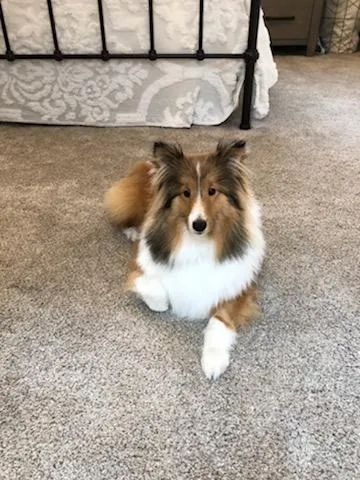 Rimrock shelties store