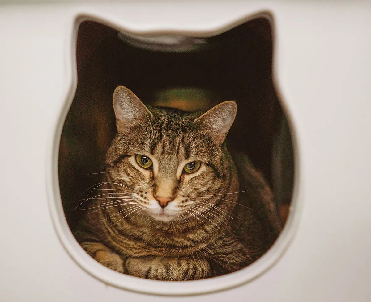 KITTY CORNER CAFÉ Brings Cuddly Companions to Town