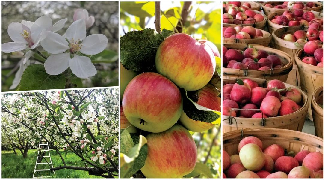 Delicious to the Core Montana Apple Orchards